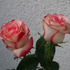 Zwei Rosen