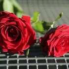 Zwei Rosen auf einer Bank