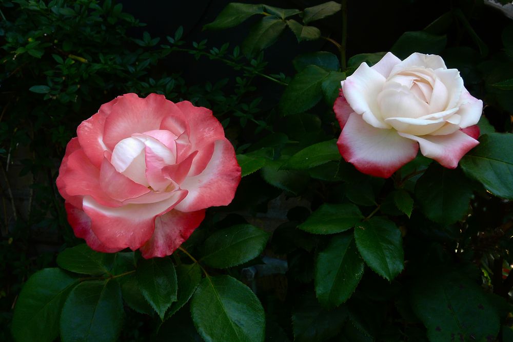 zwei Rosen - ein Strauch - mein schönster Rosenstrauch