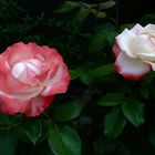 zwei Rosen - ein Strauch - mein schönster Rosenstrauch