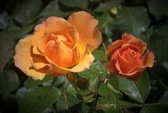 Zwei Rosenblüten, orange