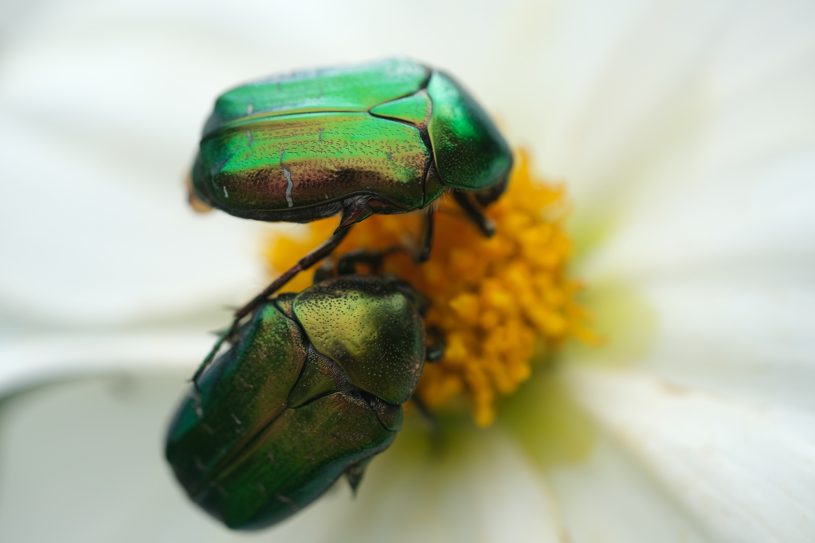 Zwei Rosenkäfer (Cetoniinae) auf weißer Dahlie (Dahlia)