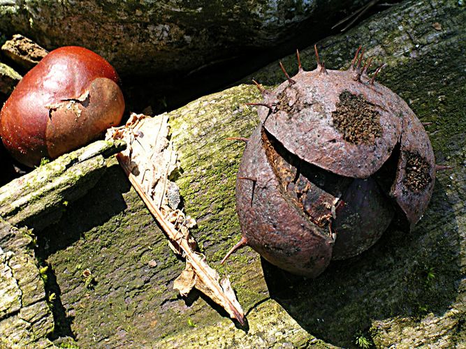 Zwei Rosskastanien