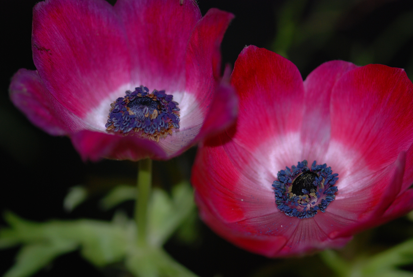 Zwei rote Anemonen