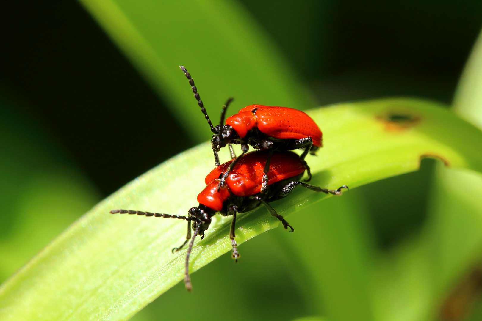 Zwei rote im Garten