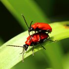 Zwei rote im Garten