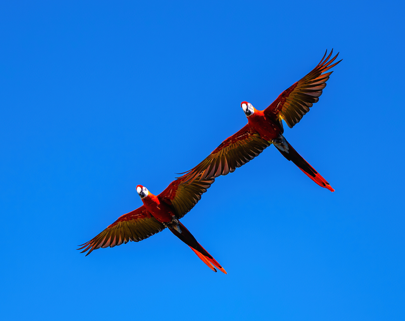 Zwei rote Papageien im Flug