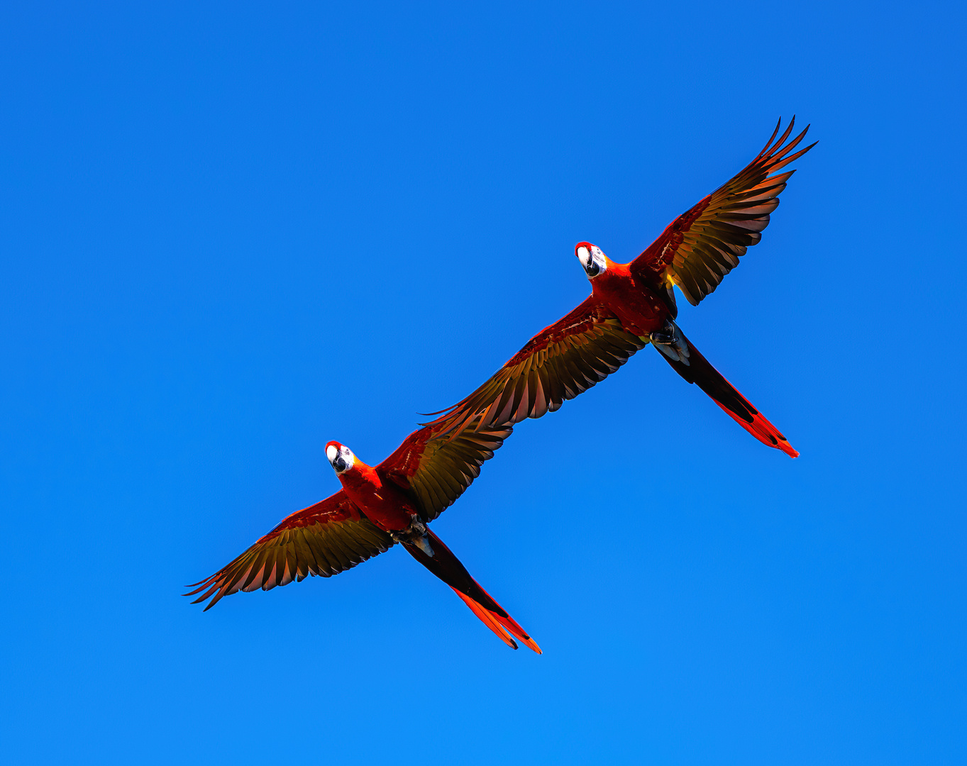 Zwei rote Papageien im Flug Foto &amp; Bild | himmel, natur, zoo Bilder auf ...