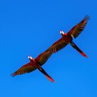 Zwei rote Papageien im Flug