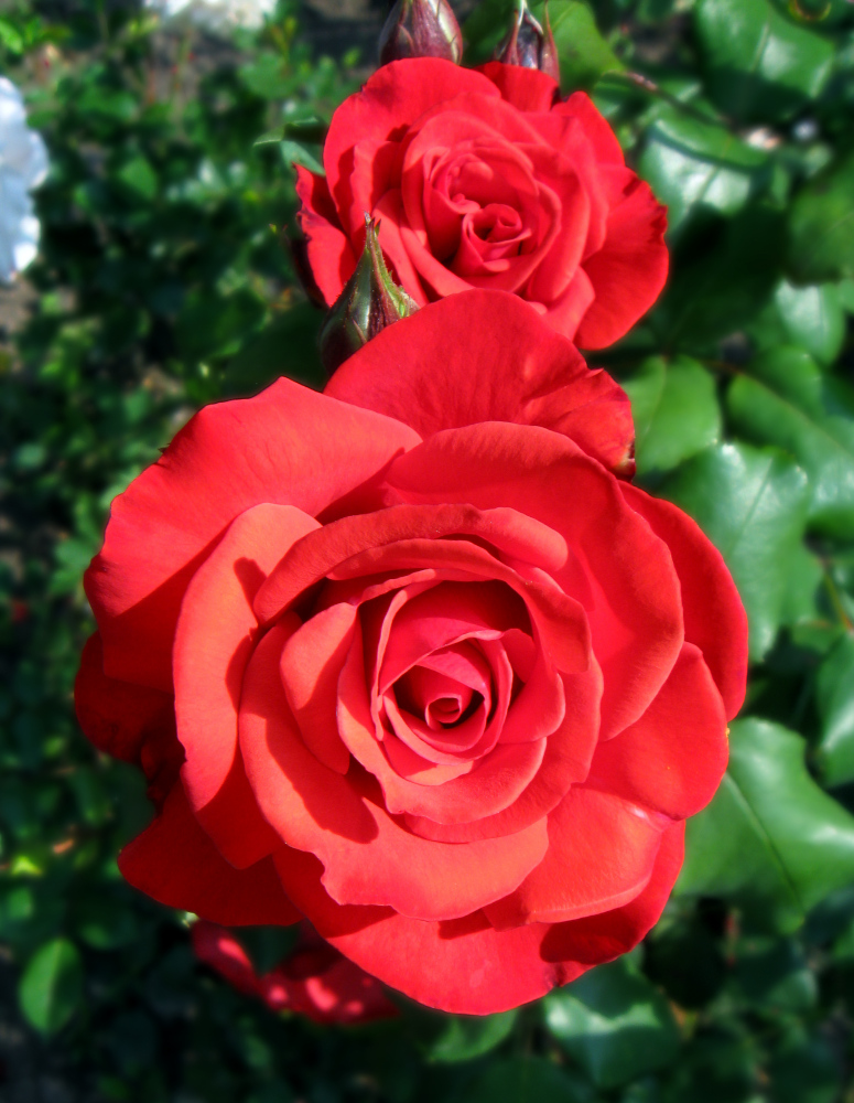 Rote Rosn Rote Rosn