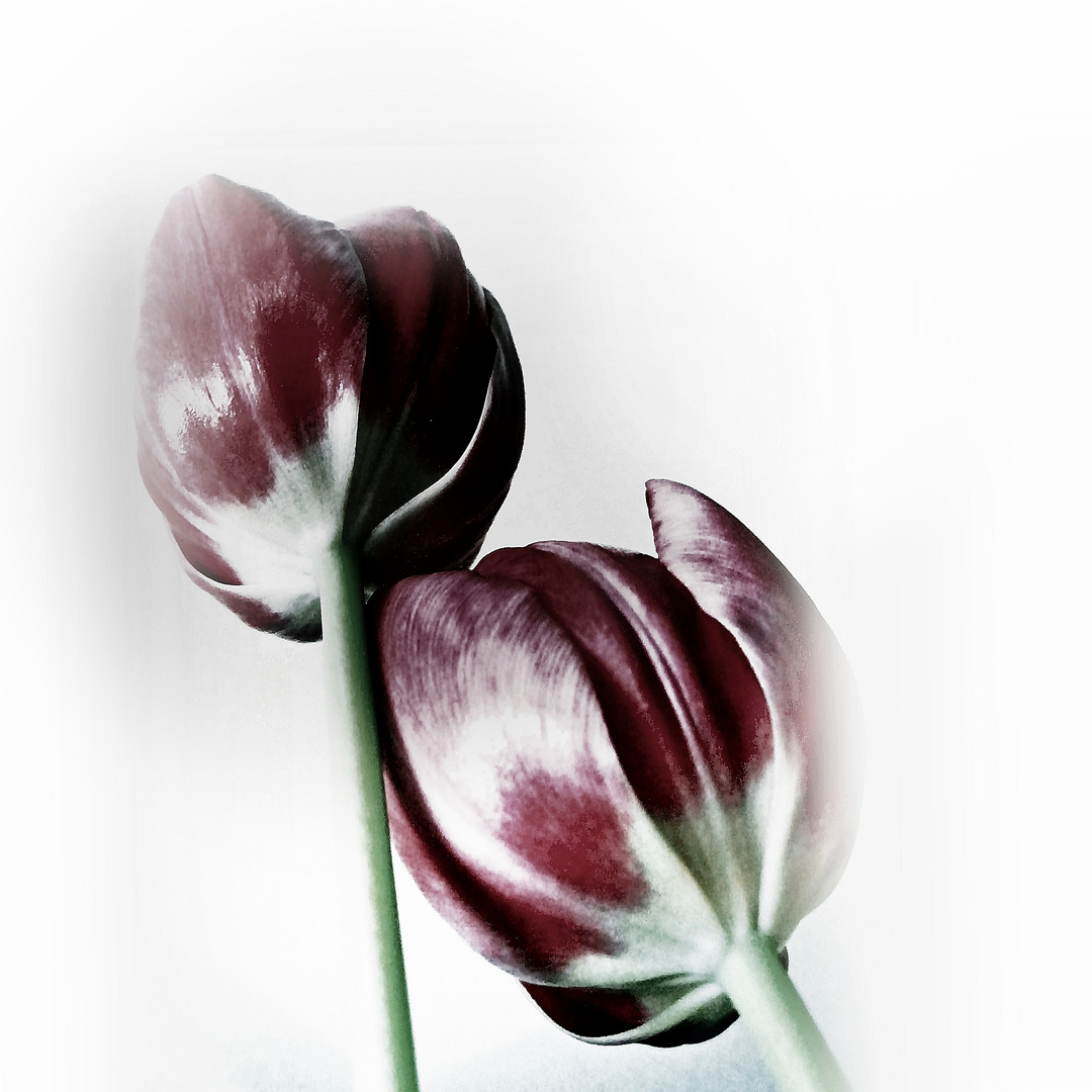 zwei rote Tulpen