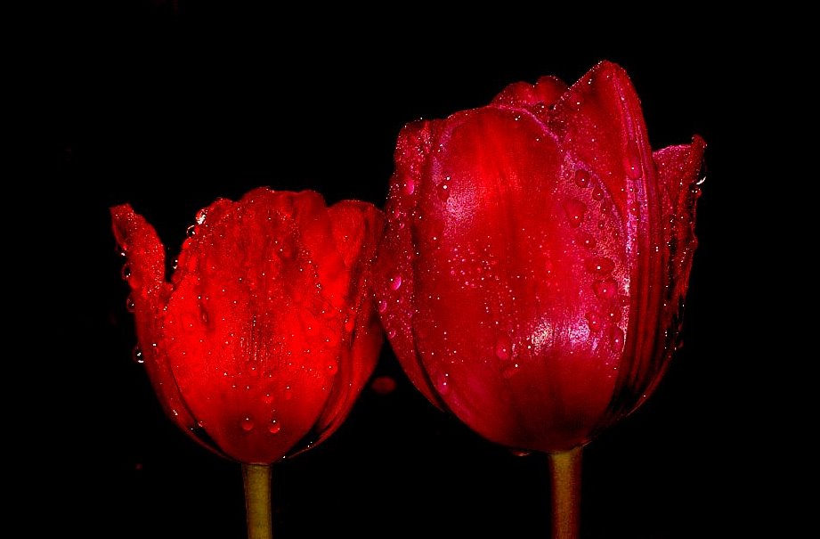 zwei rote Tulpen