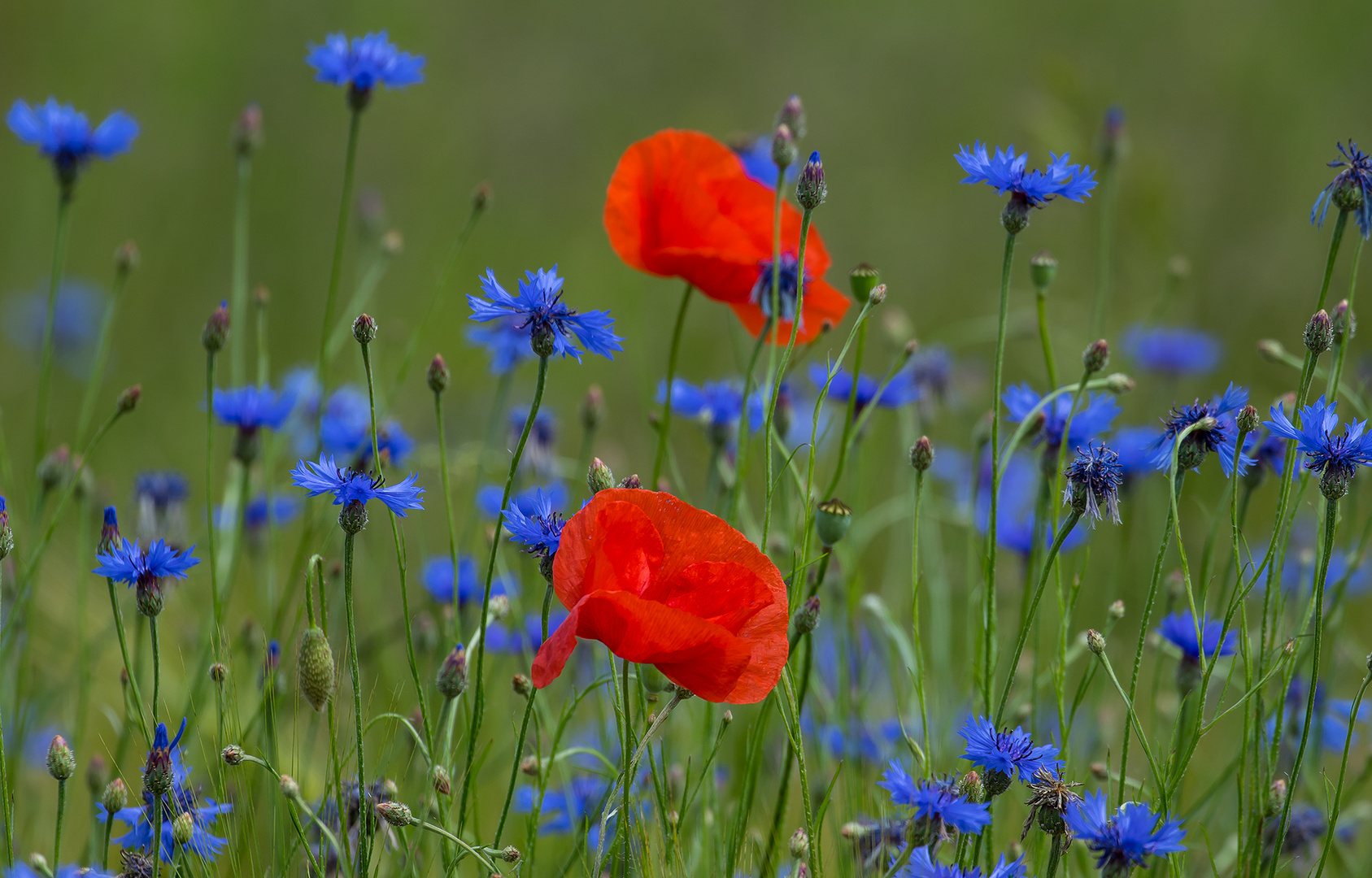 zwei Rote unter den Blauen