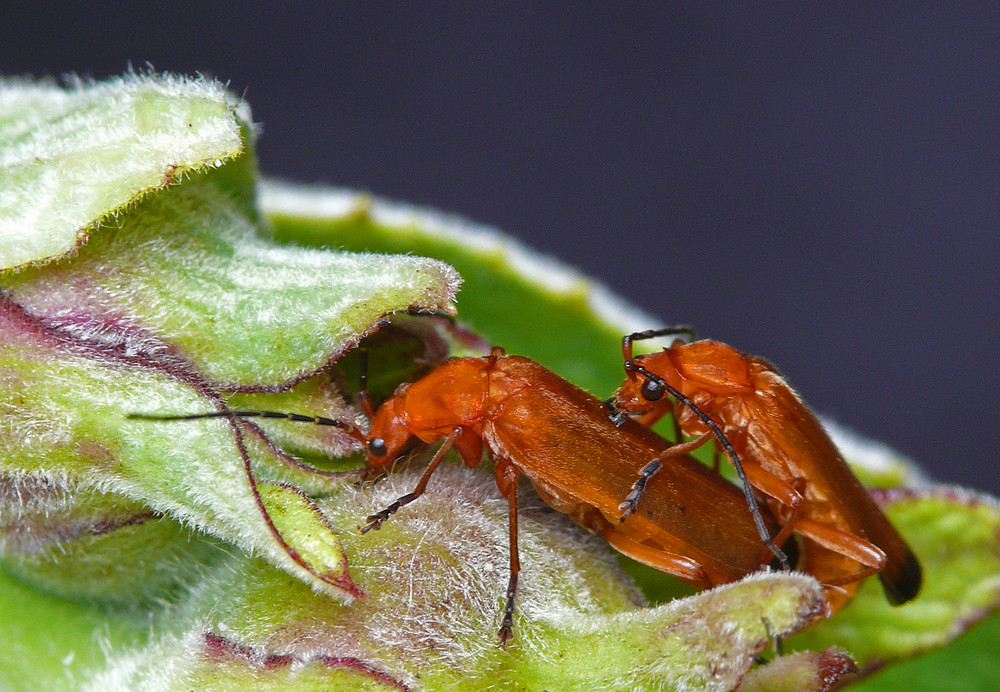 zwei rote Weichkäfer