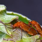 zwei rote Weichkäfer