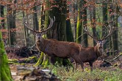 Zwei Rothirsche im Buchenaltholz