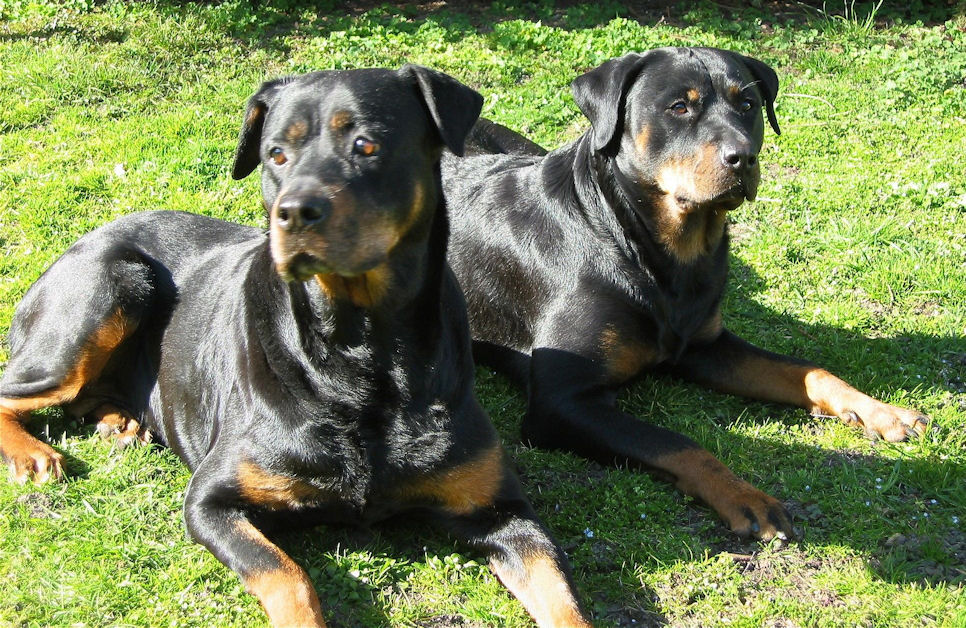 Zwei Rottweiler-Damen