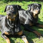 Zwei Rottweiler-Damen