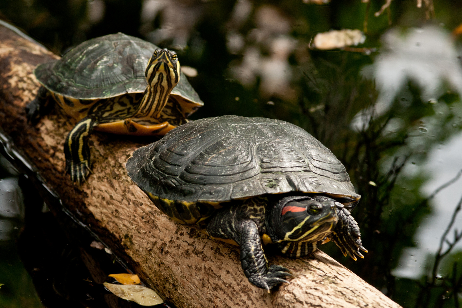 Zwei Rotwangen-Schmuckschildkröten