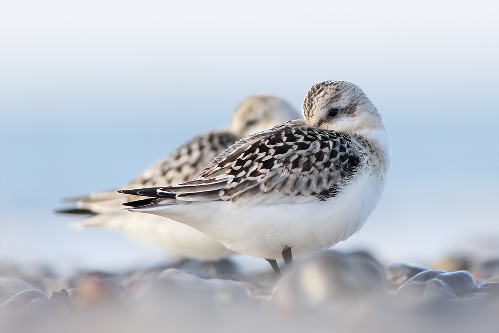 Zwei Sanderlinge (Calidris alba)