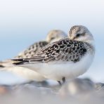 Zwei Sanderlinge (Calidris alba)