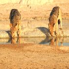 Zwei  Schabrakenschakale trinken an einem Wasserloch in der Etosha