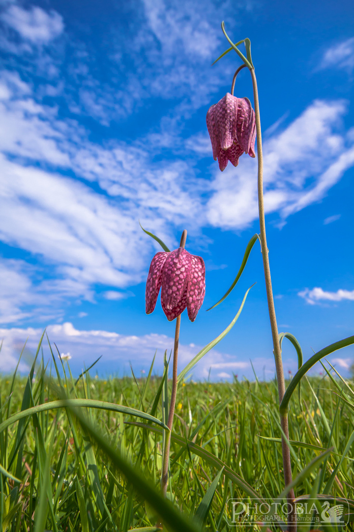 Zwei Schachblumen