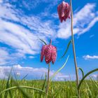 Zwei Schachblumen