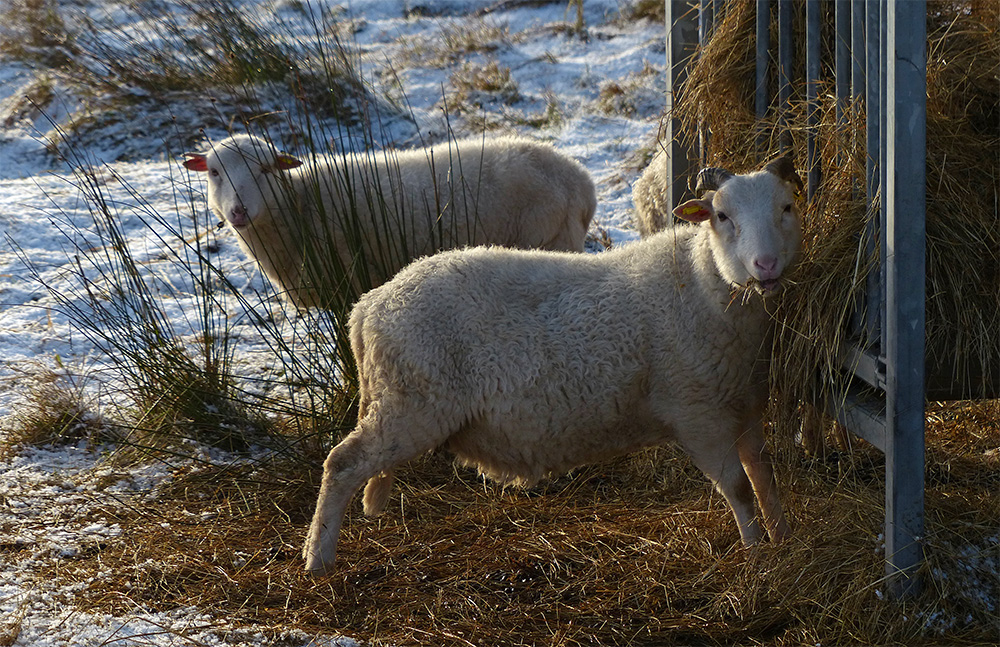 Zwei Schäfchen im Schnee