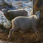 Zwei Schäfchen im Schnee