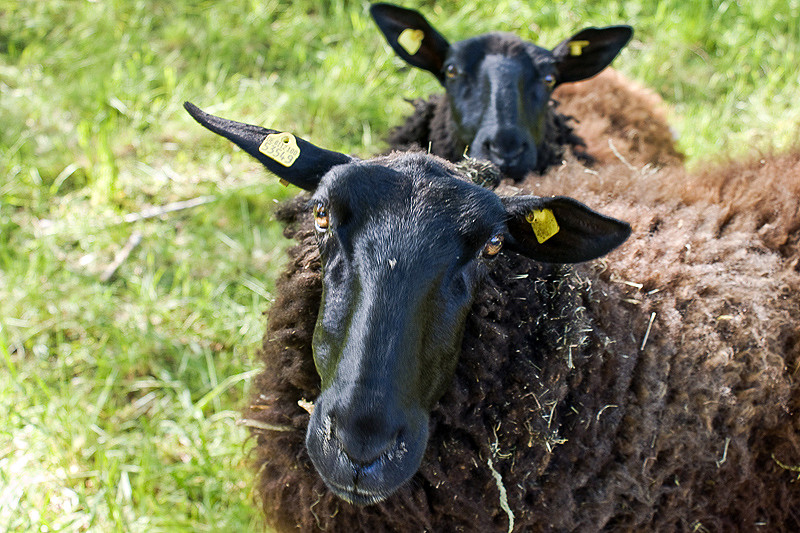 Zwei Schafe im Blick