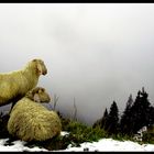 Zwei Schafe in Betrachtung des Nebels...