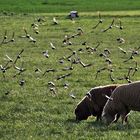 zwei Schafe und die Sperlinge 