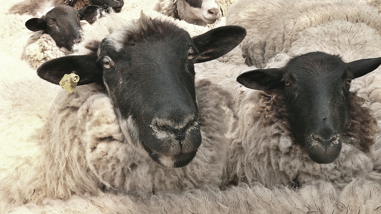 Zwei Schafsköpfe im dichten Pelz ....