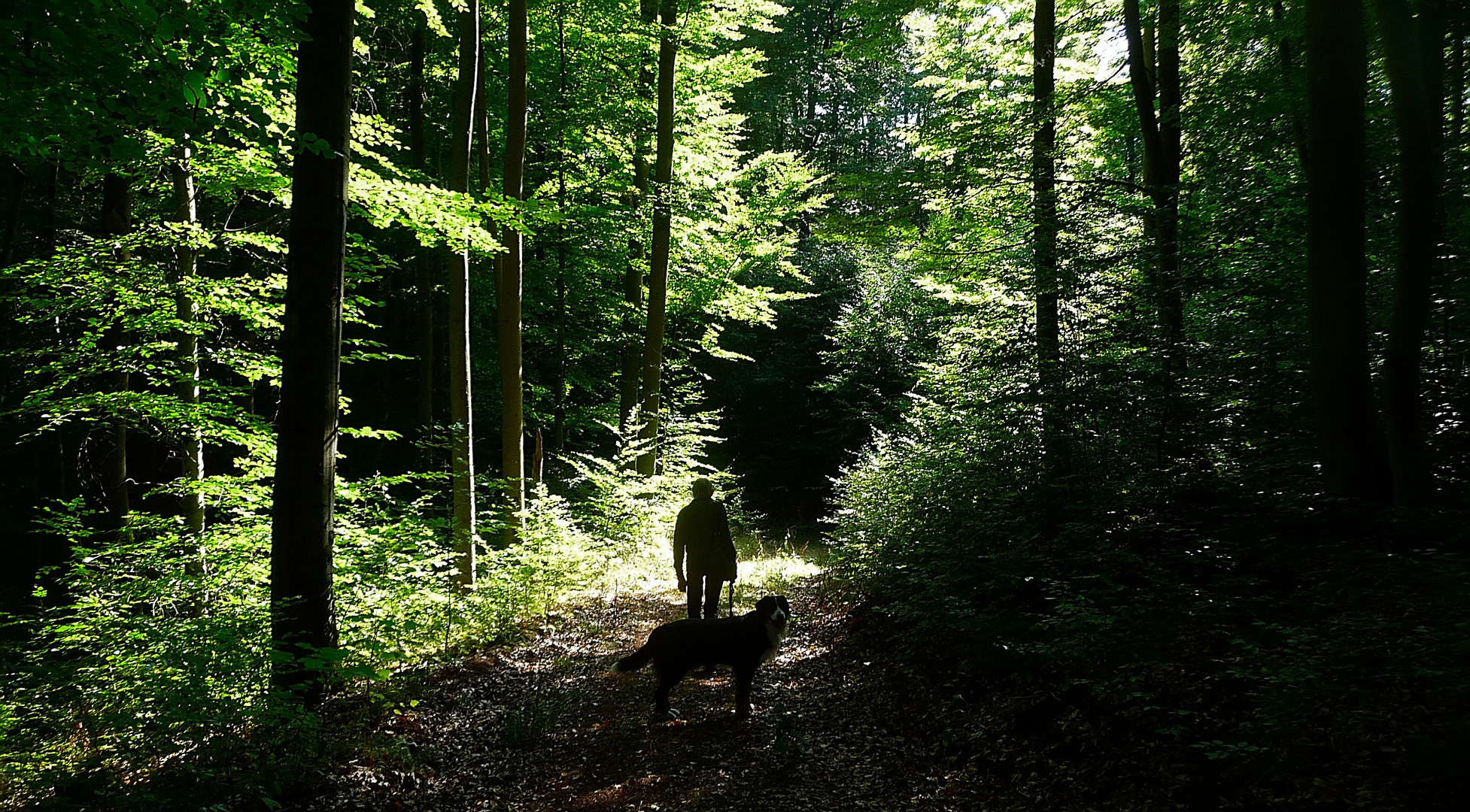 Zwei Schatten im Wald