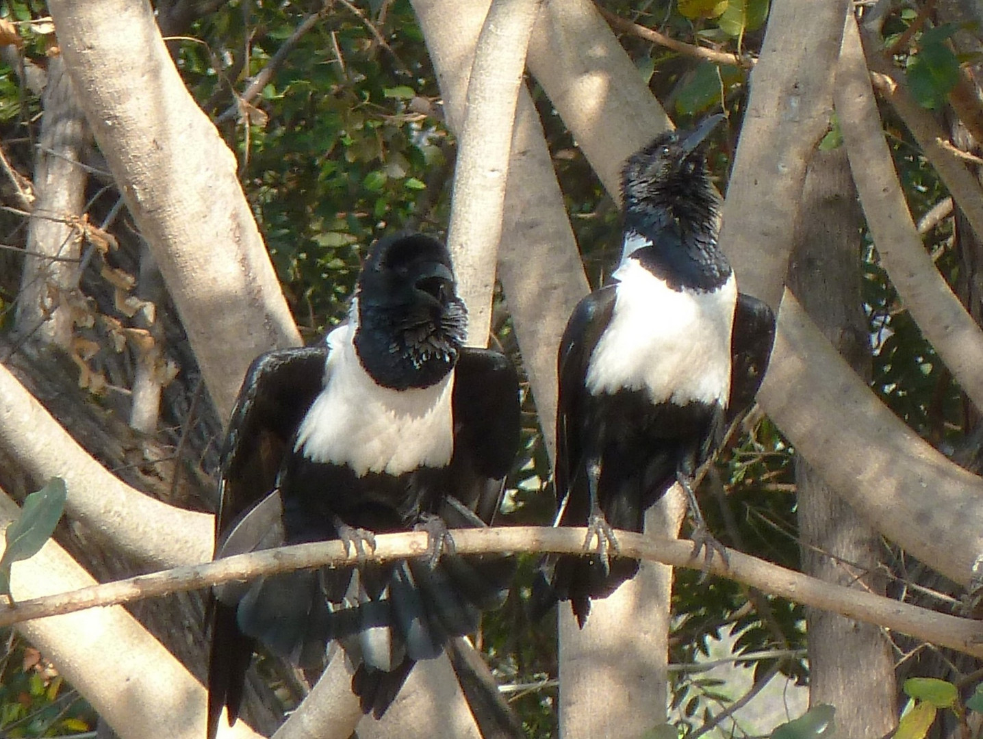 Zwei Schildraben am Malawisee