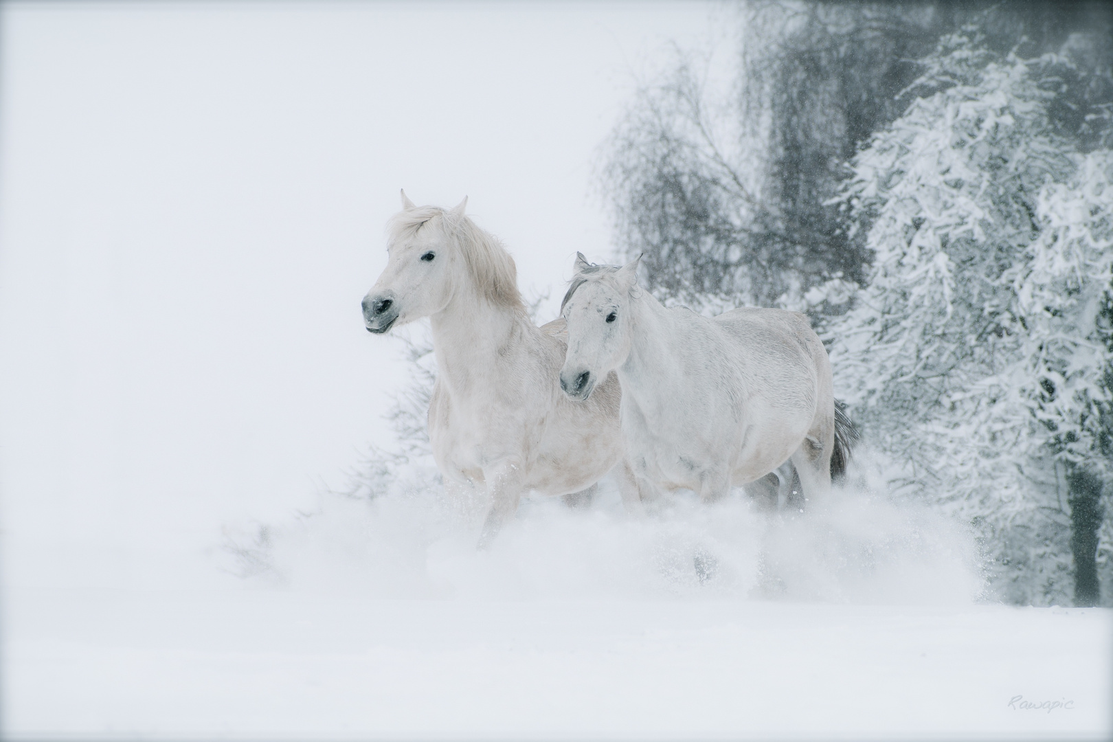 Zwei Schimmel Im Schneesturm Foto Bild Tiere Haustiere Pferde Esel Maultiere Bilder Auf Fotocommunity