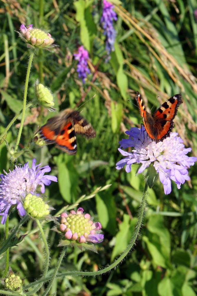 zwei Schmetterlinge