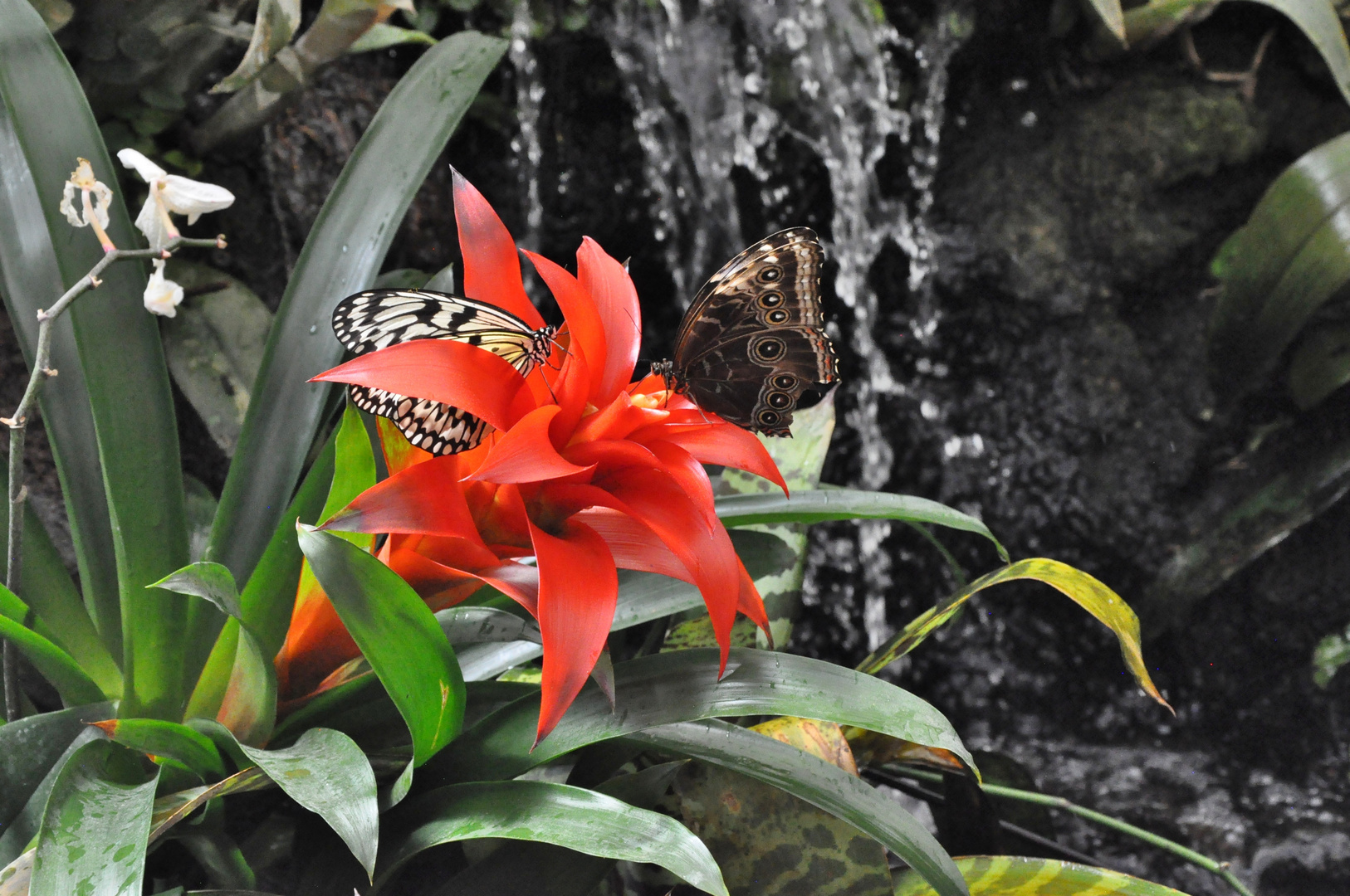 zwei Schmetterlinge auf Bromelie mit Wasserfall