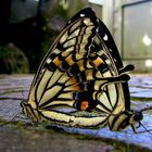 Zwei Schmetterlinge - der perfekte Auftritt