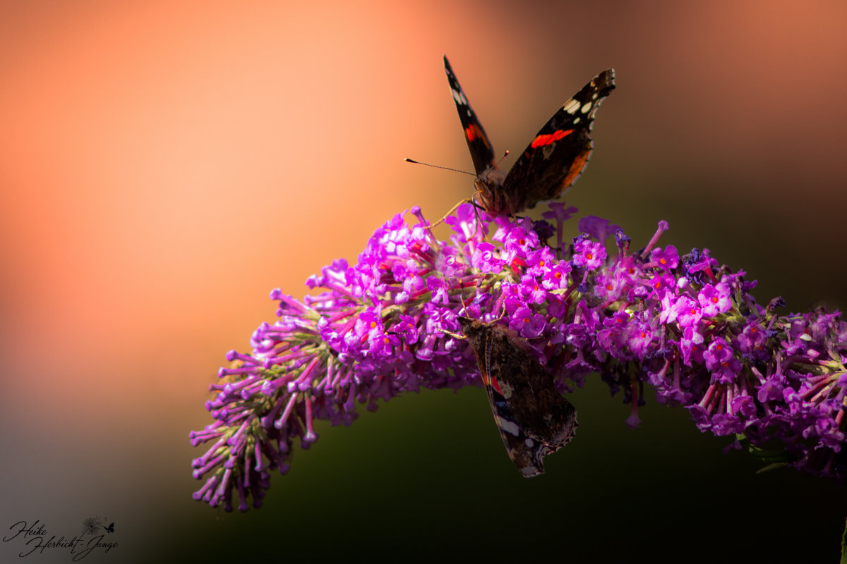 Zwei Schmetterlinge im Spätsommer