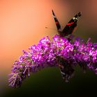 Zwei Schmetterlinge im Spätsommer