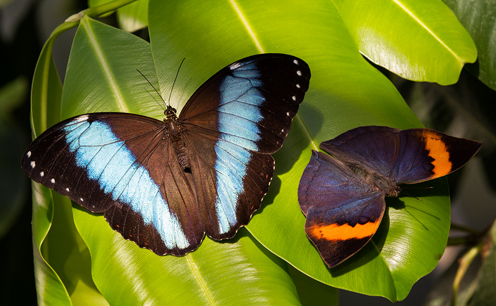 zwei Schmetterlinge sonnen sich im Botanischen Garten