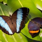 zwei Schmetterlinge sonnen sich im Botanischen Garten München