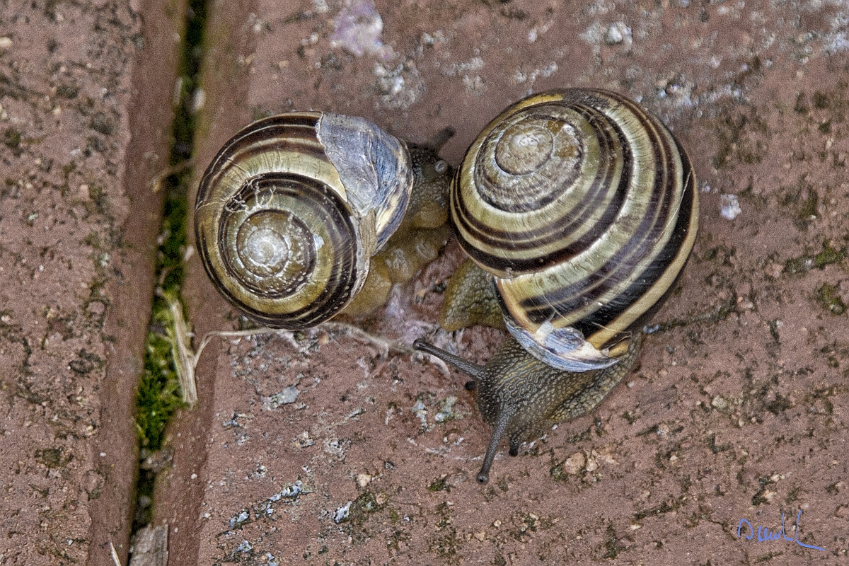 Zwei Schnecken