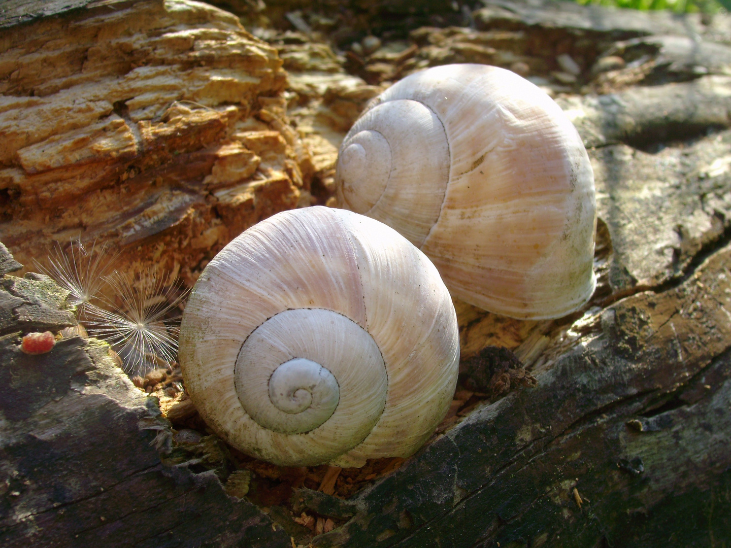 zwei Schneckenhäuser