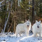 Zwei Schneeflöckchen ..