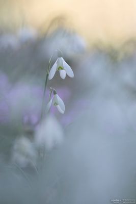 Zwei Schneeglöckchen