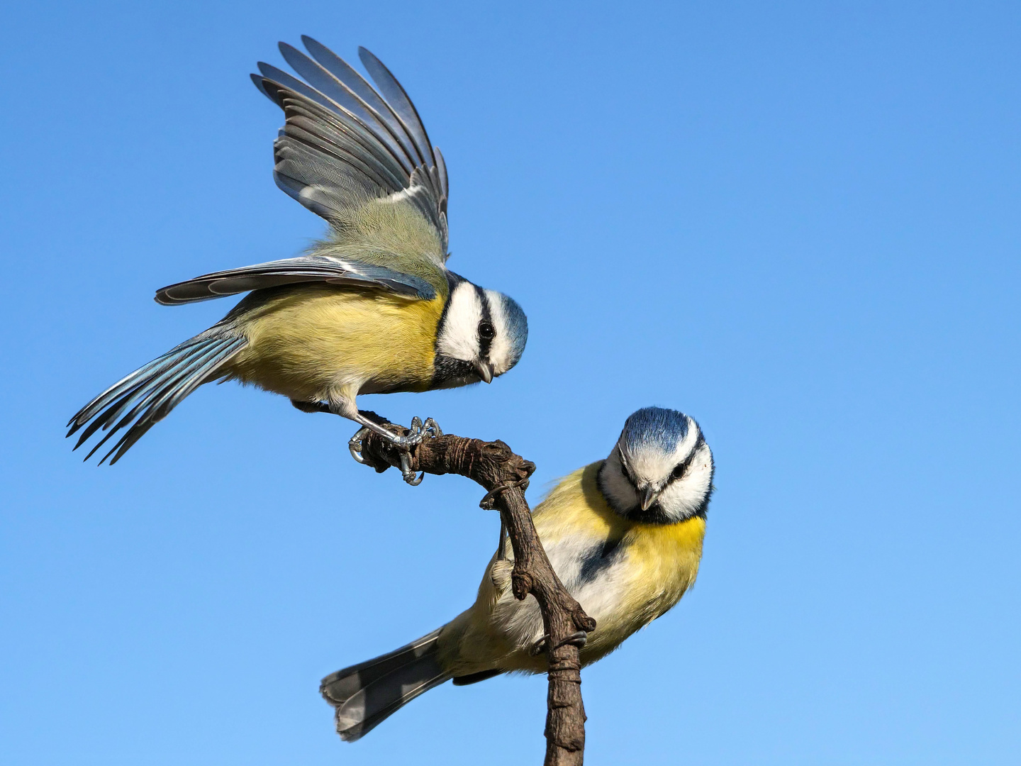 Zwei schöne Blaumeisen in schöner Pose