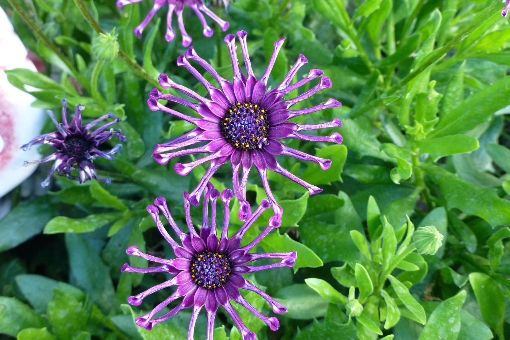 Zwei schöne Blüten